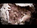 Odbieranie kokonu! DUUŻO BOMBELKÓW 🥰🥰 Hapalopus sp. Columbia gross + pakowanie ptaszników do wysyłki