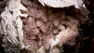 Odbieranie kokonu! DUUŻO BOMBELKÓW 🥰🥰 Hapalopus sp. Columbia gross + pakowanie ptaszników do wysyłki