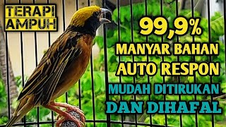 AWAS RESPON...!!! MASTERAN MANYAR GACOR, NGLEPER, NGEROL KENARIAN MUDAH DITIRUKAN SEMUA JENIS MANYAR