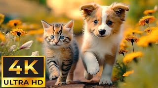 Amazing Moment Of Baby Animals (4K) ~ Ultra relaxing music to calm the mind, stop thinking