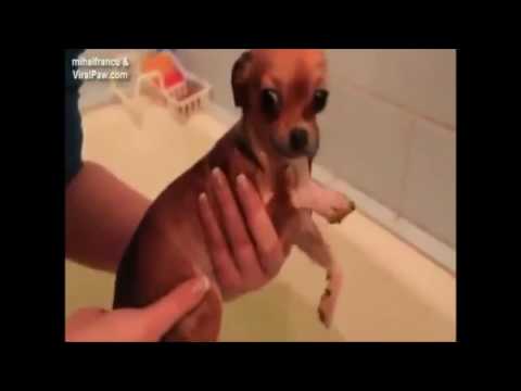 Adorable Dog Pretends to Swim