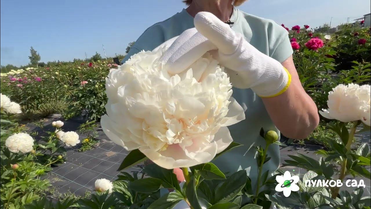 Colonel Owen Cousins peony. Колонель Оуен Казенс пион. Пулков сад - YouTube