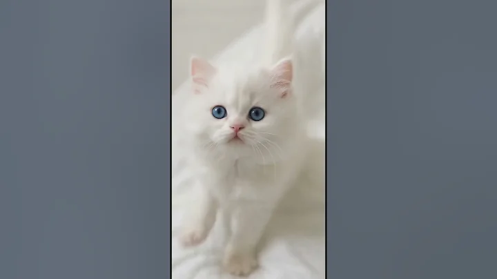 Video 11416371: persian kitten meowing, white fluffy persian kitten, eyed white persian kitten, tiny persian kitten, persian kitten blue eyes, cats kittens meowing