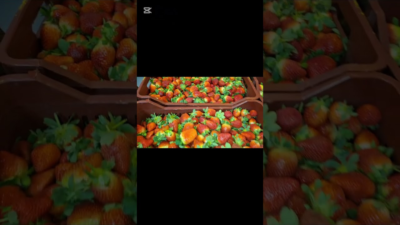 بدات مشتروات رمضان ٢٠٢٦ وحزنت الفروله لبيتي واوعي توقعي في فخ الماركت وازاي تعرفي عروض الماركت 🥰