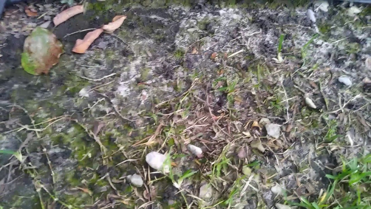 St Augustine Grass Care Signs Of To Much Water Or Over Irrigation Which st-augustine-grass-care-signs-of-to-much-water-or-over-irrigation-which