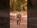 Beautiful tigress. #shorts #wildlife