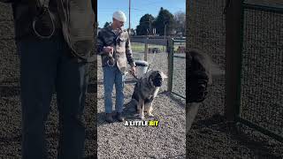 caucasian shepherd ovcharka