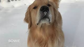Air Dogs Paws For Minds Therapy Dogs - Fun In The Snow