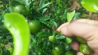 Vũng tàu, vùng đất bằng rộng, trog đó có đất đỏ baran màu mỡ.lh 0786596778