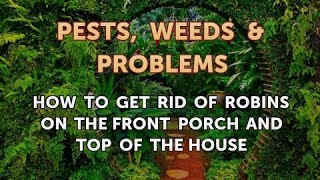 How to Get Rid of Robins on the Front Porch and Top of the House