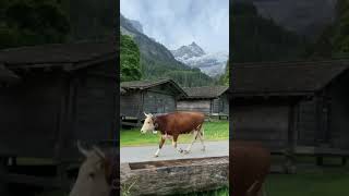 الريف السويسري/الطبيعة الخلابة/#سفر  /#سياحة