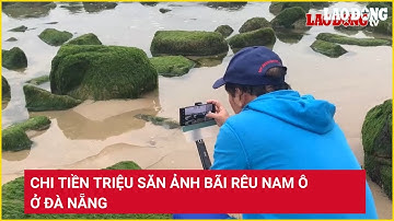 Chi tiền triệu săn ảnh bãi rêu Nam Ô ở Đà Nẵng | Báo Lao Động