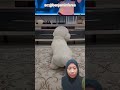 anjing begoyang‼️@benjaminferes #funny #comedy #shortvideo