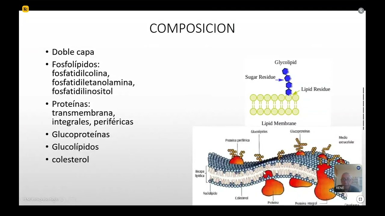 Part II Membrana Plasmatica 18/04/24
