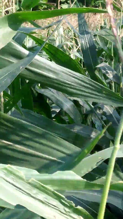 Download lagu semribid angine #shorts