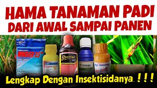 Download Lagu HAMA TANAMAN PADI DARI AWAL SAMPAI PANEN LENGKAP DENGAN INSEKTISIDANYA MP3 Download Lagu HAMA TANAMAN PADI DARI AWAL SAMPAI PANEN LENGKAP DENGAN INSEKTISIDANYA MP3