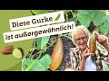 Darum lohnt sich diese alte Sorte im Garten 🥒 ⭐️