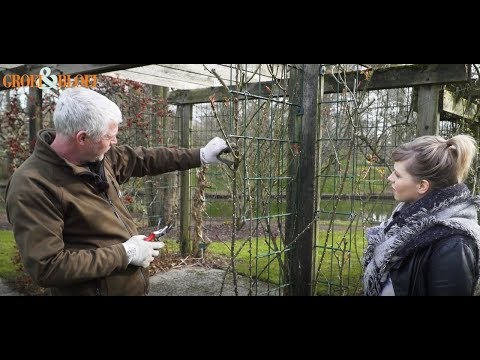 Video: DIY Rozenboog: Voor Klim- En Klimrozen, Hoe Maak Je Een Boog Van Fittingen, Plastic Buizen En Metaal In De Tuin