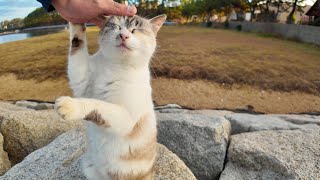 The cat on the breakwater is so cute as it reaches up to be petted