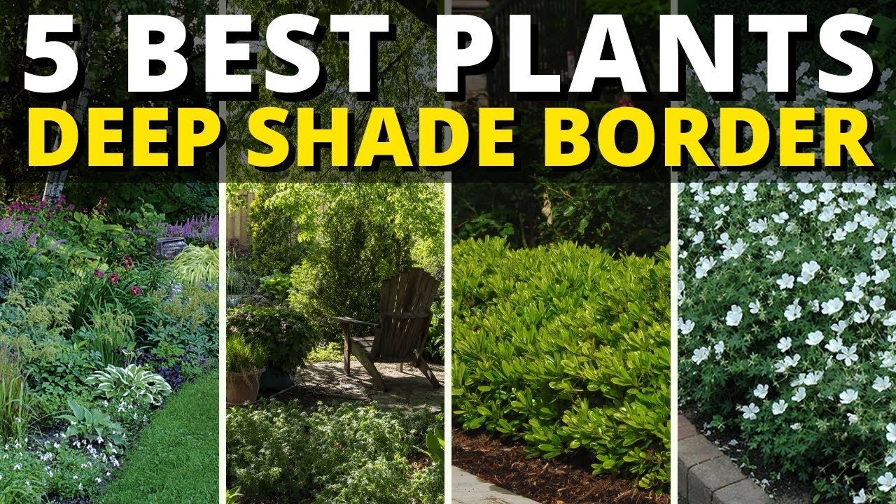 Top 5 Plants for a Deep Shade Garden Border 🍃 YouTube