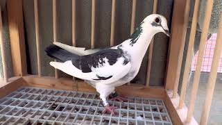 'Unexpected arrival from a long lost racing pigeon!'