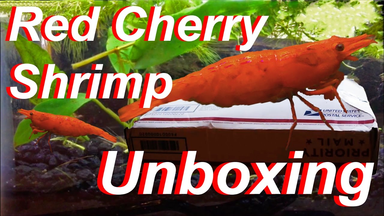 Ordering LIVE Shrimp Online: Unboxing!