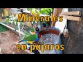 LOS MEJORES MINERALES PARA AVES 🐥 SALUD en los MINERALES DEL MAR