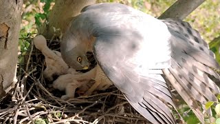 Flacon mother makes perfect shelter on her babies and scratching her legs @BirdPlusAnimals