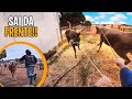 TOURO ANGUS E VACA SENEPOL ESCAPOU NA CIDADE ! Vamos NA CAPTURA