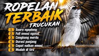 TRUCUKAN GACOR FULL ROPEL PANJANG || pancingan, masteran terbaik untuk trucuk dan burung lainya