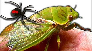 Curious Cicadas Redback Spider Test Tank Spider Study