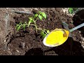 Vplantez toujours des tomates avec a  des fruits plus gros sans maladie 