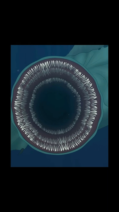 Veridian Sea Eater vs Shin Godzilla Minus One #animation #godzilla #kaiju #godzilla