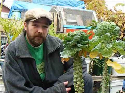 Growing Brussels Sprouts 2012