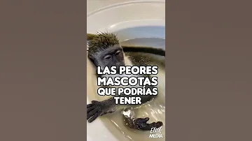 ¿Cuál es la mascota más perezosa?