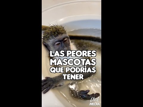 Video: Cómo poseer una pereza de mascotas