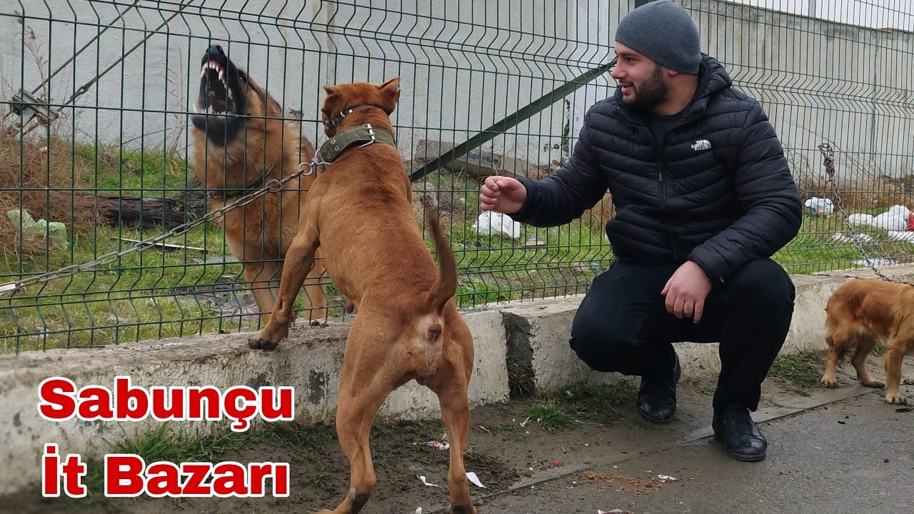 Sabunçu İt Bazarı İtlerin Satışı