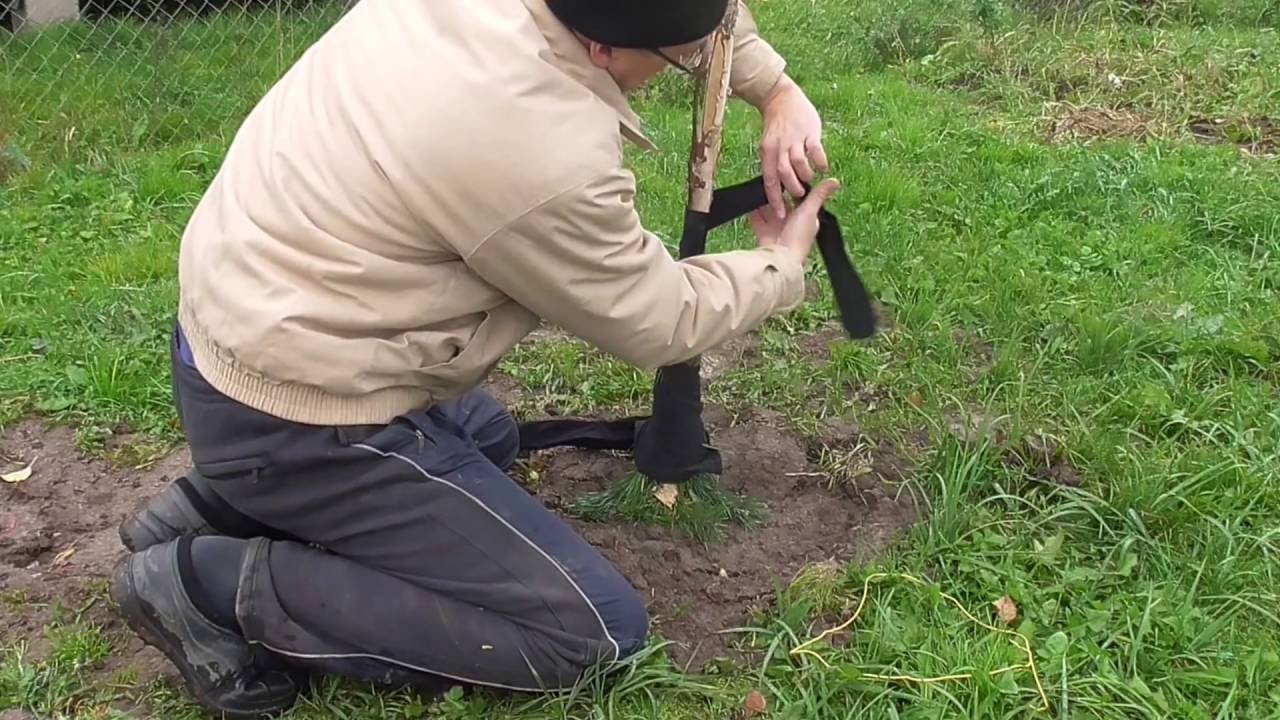 Подготовка к зимовке саженца груши