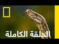 الحلقاة الكاملة ثعابين كونستريكتور الوحشي ة ناشونال جيوغرافيك أبوظبي