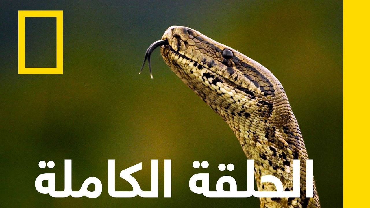 Monster Constrictors
