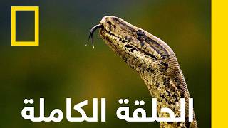 الحلقاة الكاملة | ثعابين كونستريكتور الوحشيّة | ناشونال جيوغرافيك أبوظبي