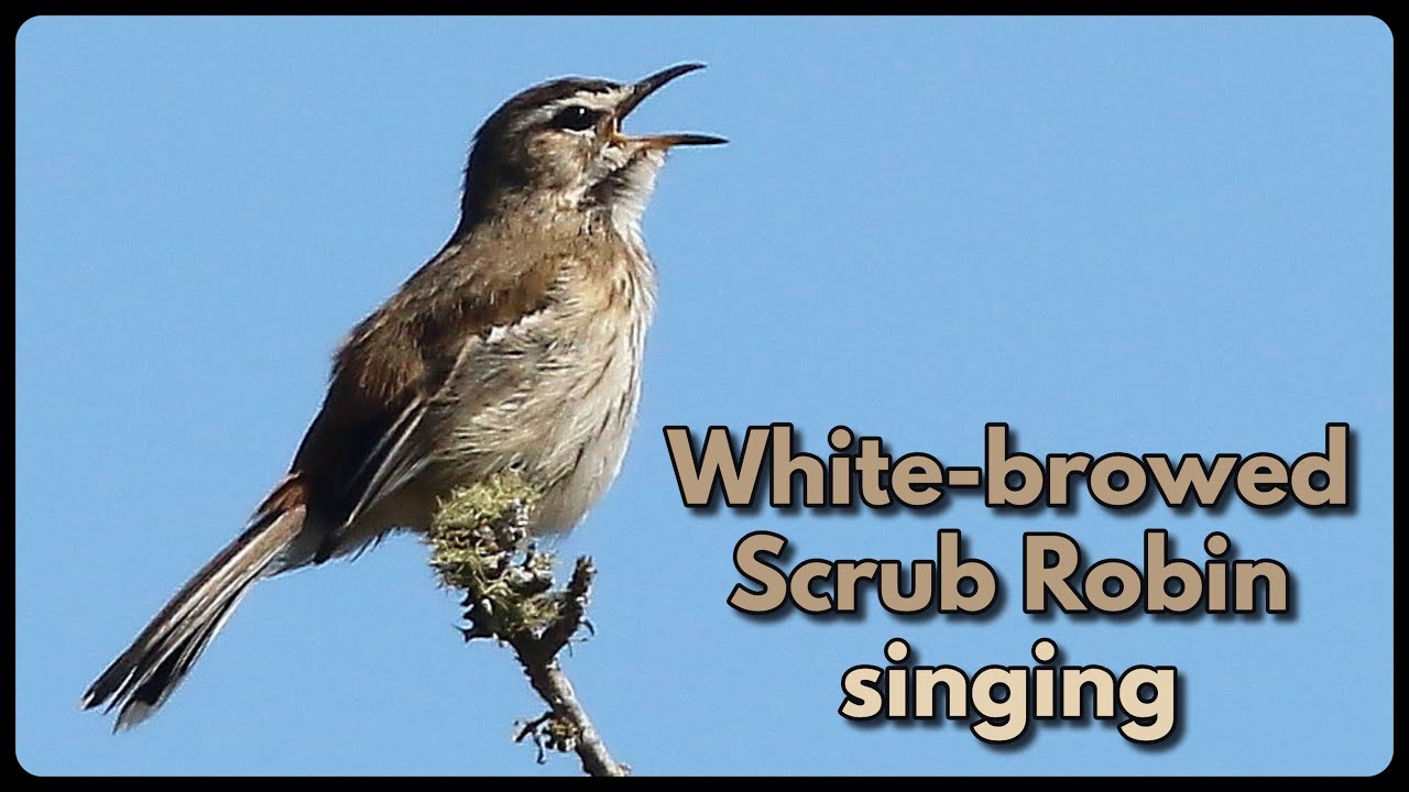WHITE-BROWED SCRUB ROBIN calling its monotonous loud call