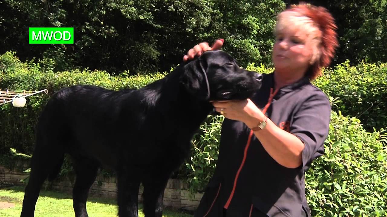 black lab with curly tail