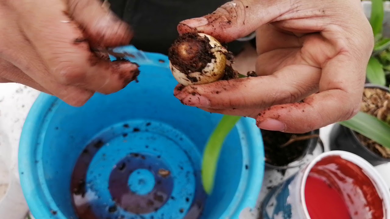 Errores más comunes en cultivo de amarillys.