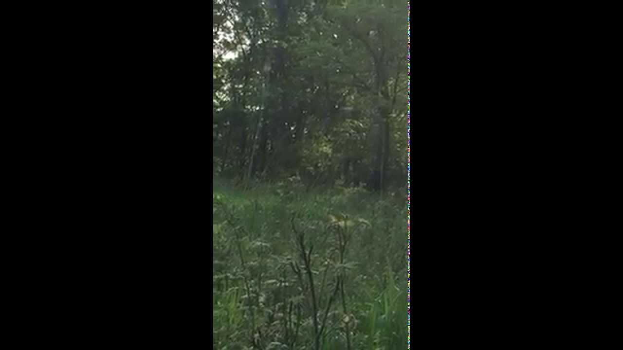 Spring Turkey Season 2015