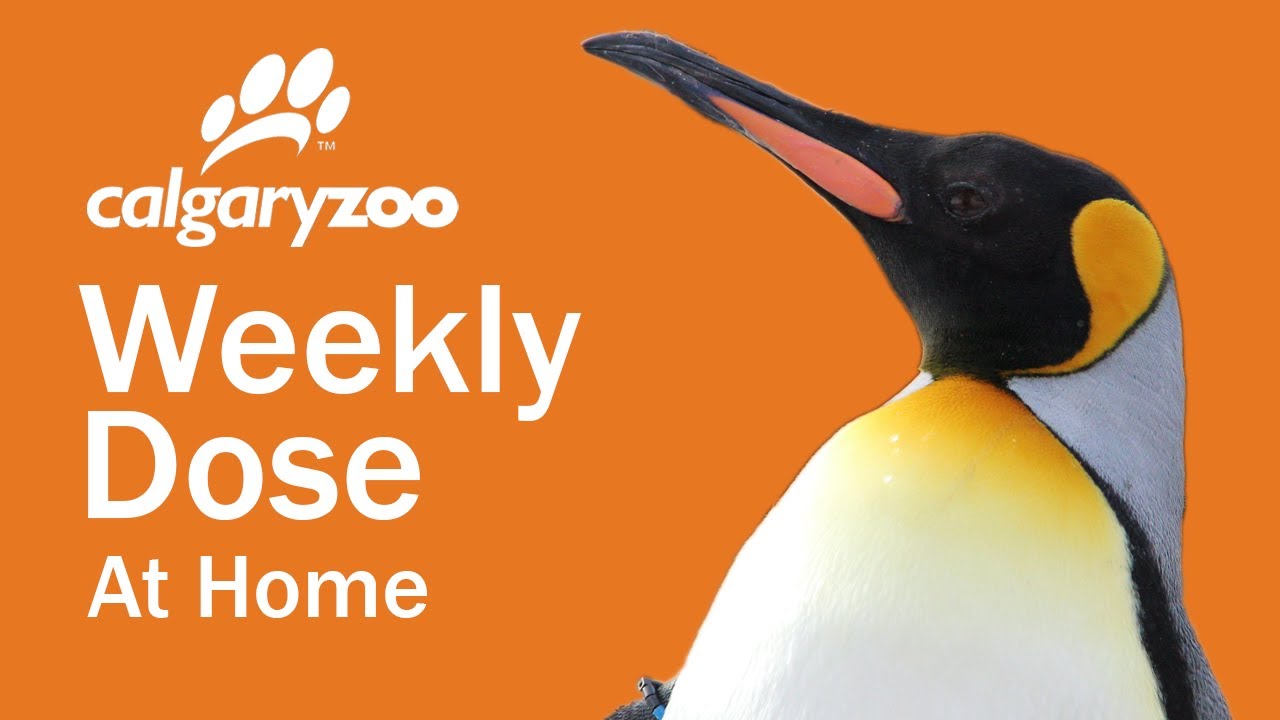 Your Weekly Dose At Home: Penguin Pairs