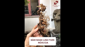 🌿✨ Sâm Ngọc Linh Nghị Gia - Tự Hào là đơn vị cung cấp Sâm Ngọc Linh - Quốc Bảo Việt Nam