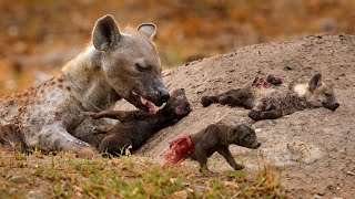 Hyena's Emotional Cry After Losing Her Puppies