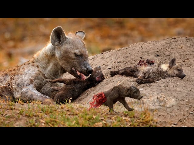 Hyena's Emotional Cry After Losing Her Puppies class=