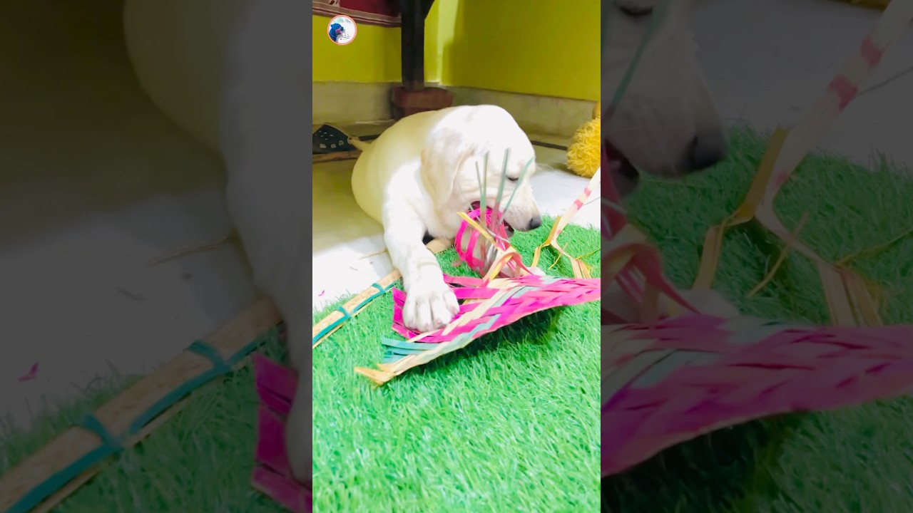 Watch Bella’s Naughty Side 😡🤬 #Bella #NaughtyBella #DogMischief #FunnyDog #AngryMood #DogLife